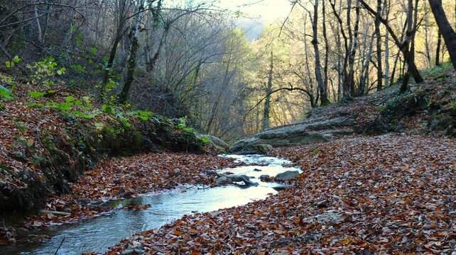 a quiet transparent stream in the autumn forest, a beautiful landscape with the atmosphere of autumn time, a slow clear river flowing between mossy gentle rocks strewn with fallen leaves