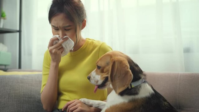 Asian young woman has an allergic reaction to her dog's fur. Human and pet health care. Stay at home.