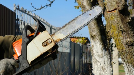 an old chainsaw in the hands of a man next to a tree in a garden or park with a cut on the trunk, sawing off branches and trees with a gasoline saw on a sunny day in the countryside