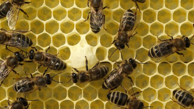 Bees build a cocoon for the development of the future queen bee larva.
The current queen bee will lay an egg in this cocoon. It will develop into a larva and later into a queen bee.