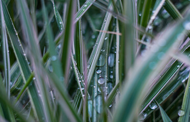 A drop of water on a blade of grass