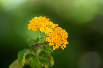 Fleurs de lantanier en gros plan