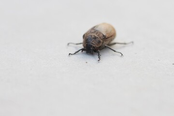 Photo of ampal or Lepidiota stigma over a white background.