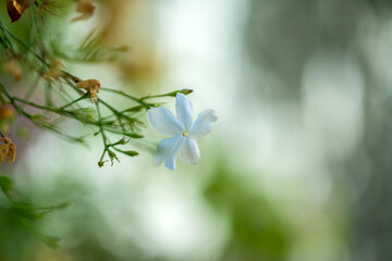 Fleur de jasmin en gros plan