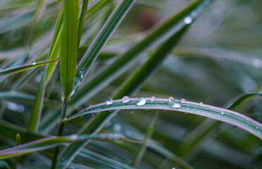 A drop of water on a blade of grass