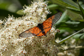 Männlicher Schmetterling garden acraea auf einer weißen Blüte mit ausgebreiteten Flügeln