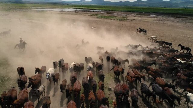 Aerial movie with herd of thoroughbred horses moving on the desert.Wild horses Kayseri in Turkey, The concept of freedom, strength,independence.Horses galloping in pasture enjoying.Dusty environment.