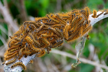 A close up image of a large swamp of orange and black tent caterpillars in a silk nest. 