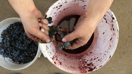 hands of a winemaker sorting bunches of red grapes over white plastic containers, top view, home making wine from dark grapes by hand, preparing a fruit ingredient for a homemade alcoholic drink - obrazy, fototapety, plakaty