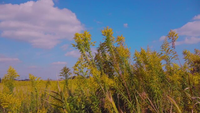 Goldenrod flowers swaying in the early autumn breeze in the Chosei village of Chiba prefecture in Japan.