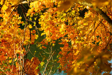 autmun leaves in a rivrside forest near the river enns in lower austria