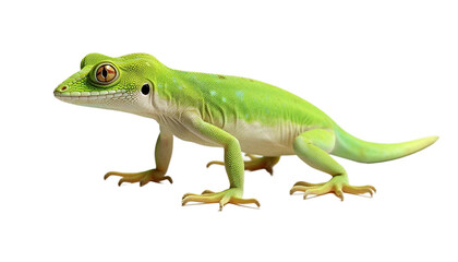 Fototapeta premium 3d Anole PNG Transparent high qulity