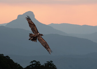 Wedge-tailed Eagle