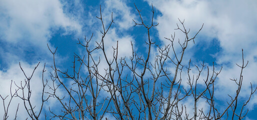 Blue sky behind dry tree branches