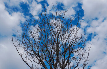 Blue sky behind dry tree branches