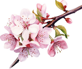 Close up cherry blossom in watercolor style. The file is PNG.