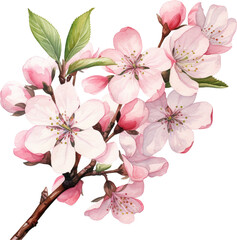 Close up cherry blossom in watercolor style. The file is PNG.