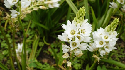 Ornithogalum thyrsoides known as chirstmas lily, Chinkerinchee, Rock lily, Wonder flower