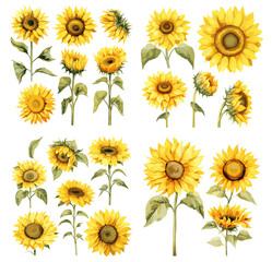 Sunflower Watercolor Set - Bright Floral Illustrations for Artistic Design