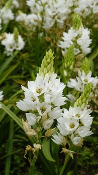 Ornithogalum thyrsoides known as chirstmas lily, Chinkerinchee, Rock lily, Wonder flower