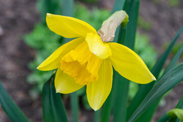 Fototapeta premium A daffodil in a garden with the sun shining on them.