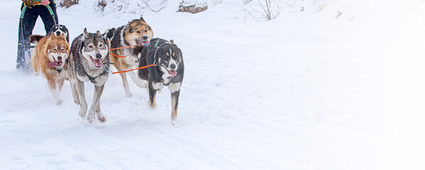 Dogs in harness pulling a sleigh competitions in winter on Kamchatka peninsula - obrazy, fototapety, plakaty