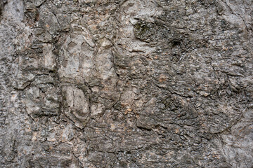 dry tree bark texture and background, nature concept