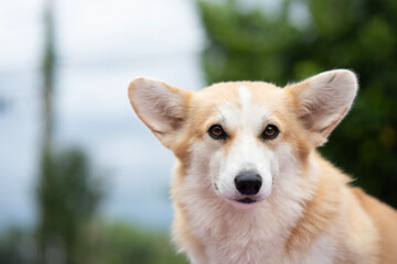 Corgi dog on the grass in summer sunny day, animal concept