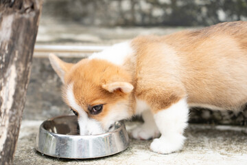 puppy corgi dog eating dog food in a bowl