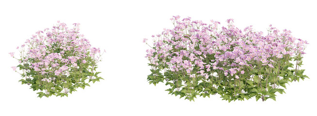 Flowering shrubs 3D rendering with transparent background, for illustration, digital composition, architecture visualization