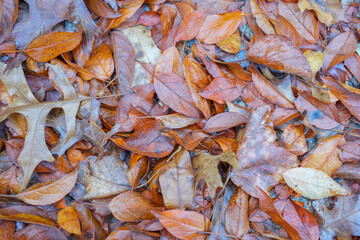 fallen leaves as seasonal design background