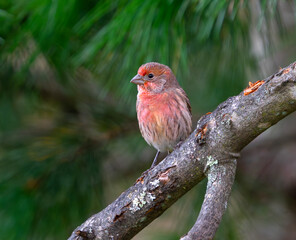 closeup on male house finch bird