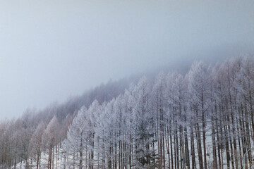 幻想的な森＿fantastic snow