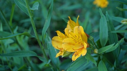 Flowers of Alstroemeria ligtu also known as Saint Martins Lily, Astromelias Flowers.