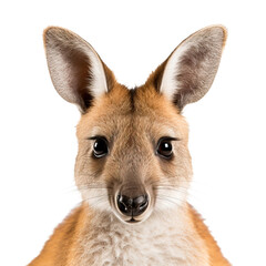 wallaby face shot , isolated on white background cutout