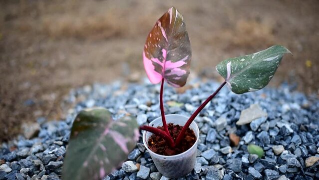 Turn focus to Philodendrone pink princess marble king