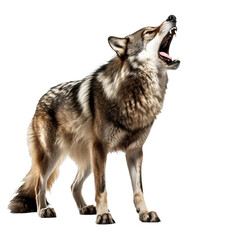 wolf howling , isolated on white background cutout