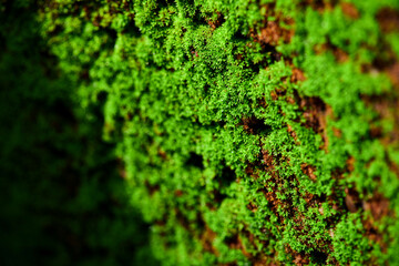 Green moss grown up cover the wall