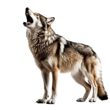 wolf howling , isolated on white background cutout