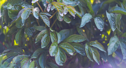 There is a drop of water on a plant leaf