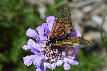 butterfly on flower
