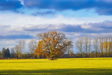 Fototapeta premium Autumn came 