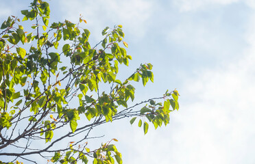 Unripe green apricots on an apricot branch