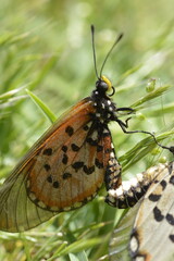 butterfly mating