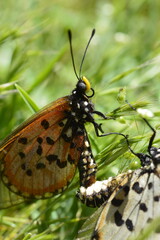 butterfly mating