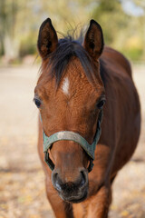 Obraz premium Beautiful young mare
