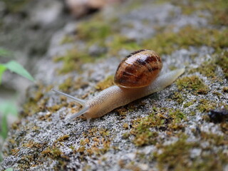 snail on a stone