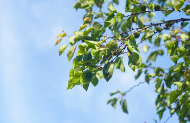 Unripe green apricots on an apricot branch