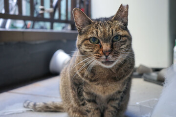 Taby striped stray cat looking at camera.