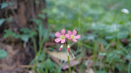 Beautiful flowers of Oxalis tetraphylla also known as Iron Cross Oxalis, Four leaf pink sorrel etc